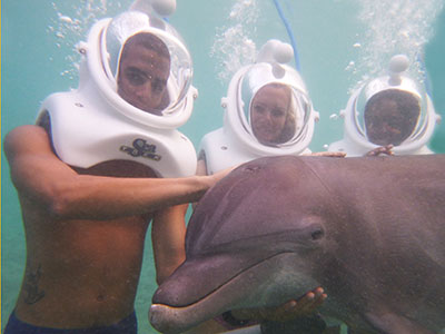 Dolphin Cove Ocho Rios Dolphin Trek Dolphin Trek