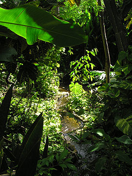 Entrance and Garden Entrance and Garden - Bananas Garden Negril Jamaica Resorts and Hotels