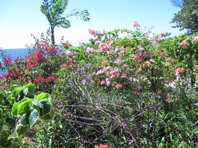 Catcha Gardens Catcha Gardens -