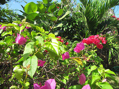 Catcha Gardens Catcha Gardens -