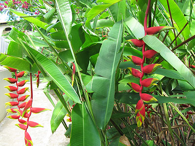 Exterior and Grounds - Charela Inn - Negril Resorts and Hotels, Jamaica