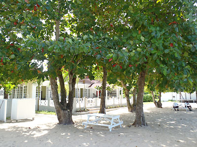 Restaurant and Bar - Coral Seas Beach, Negril Jamaica Resorts and Hotels