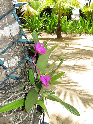 Chill Awhile Restaurant and Beach Chill Awhile Restaurant and Beach - Idle Awhile Resort - Negril, Jamaica Resorts and Hotels