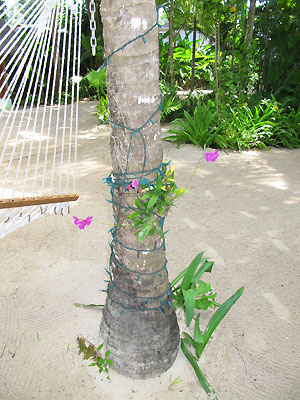 Chill Awhile Restaurant and Beach Chill Awhile Restaurant and Beach - Idle Awhile Resort - Negril, Jamaica Resorts and Hotels
