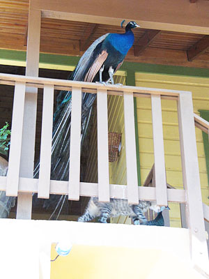 Rhodes Hall Peacocks Rhodes Hall Peacocks - Rhodes Hall Resort, Negril Jamaica Resorts and Hotels