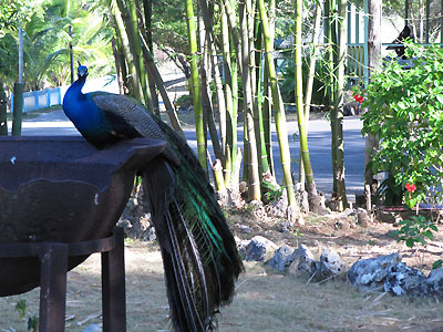 Rhodes Hall Peacocks - Rhodes Hall Resort Peacocks, Negril Jamaica Resorts and Hotels