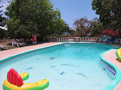 The Pool The Pool -