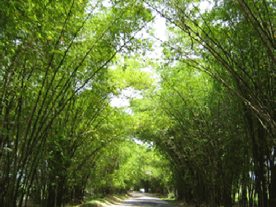 Appleton Rum Estate Bamboo Avenue