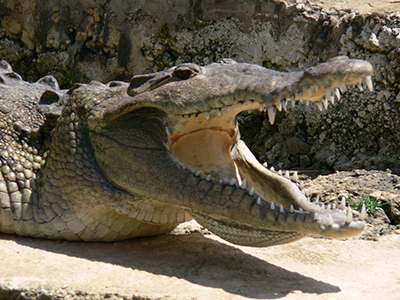 Black River Safari Crocodile Up Close