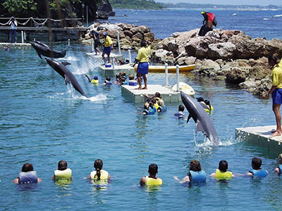 Dolphin Cove Jamaica