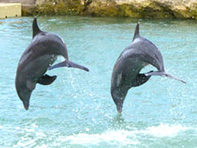 Dolphin Cove Negril Two Dolphins