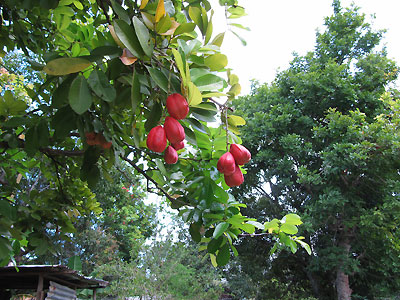 Fruit Growing From The Trees In Orange Bay
